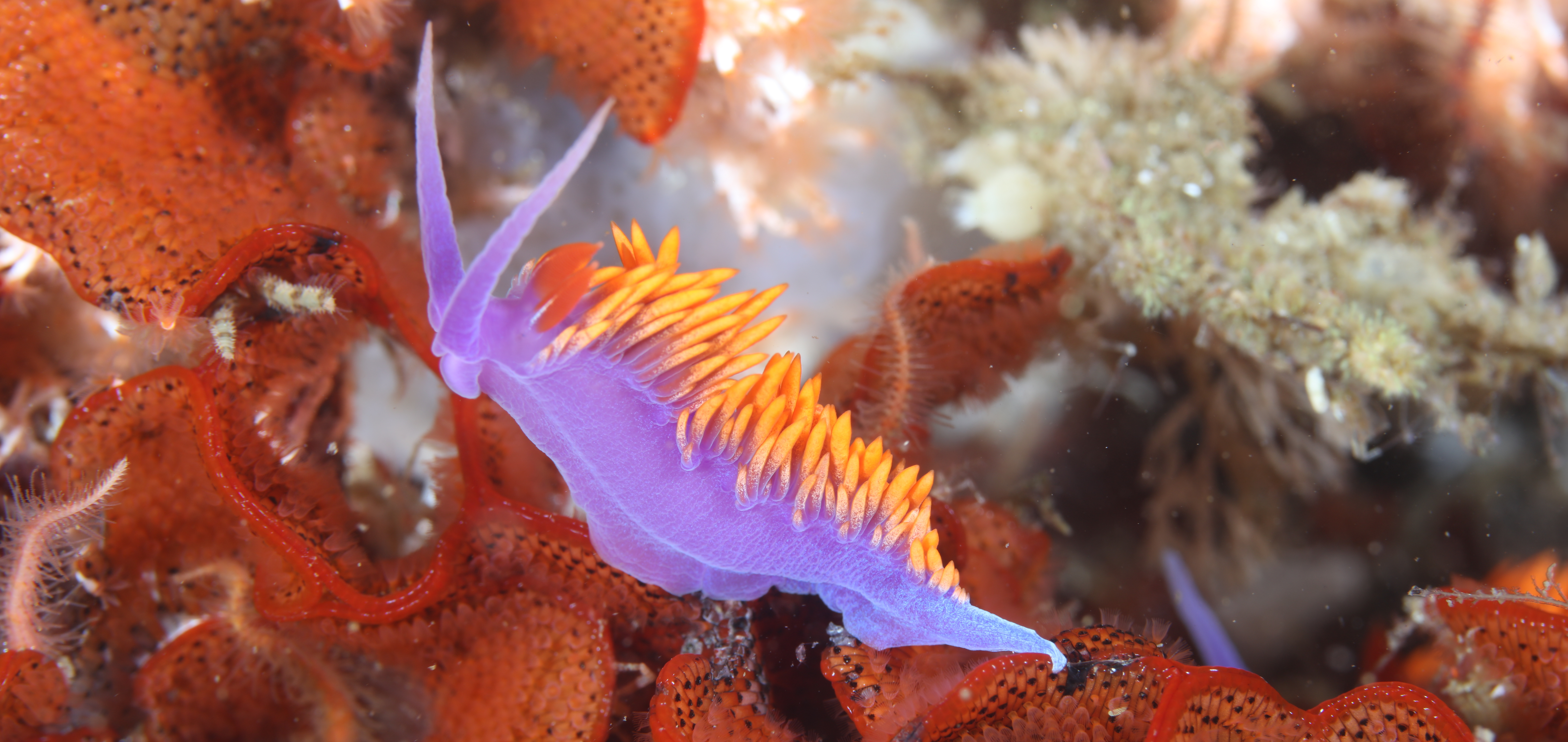 Nudibranch