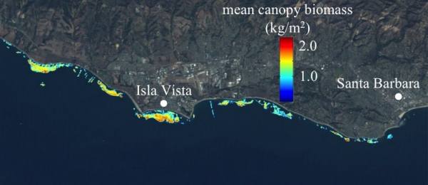 Kelp biomass from space