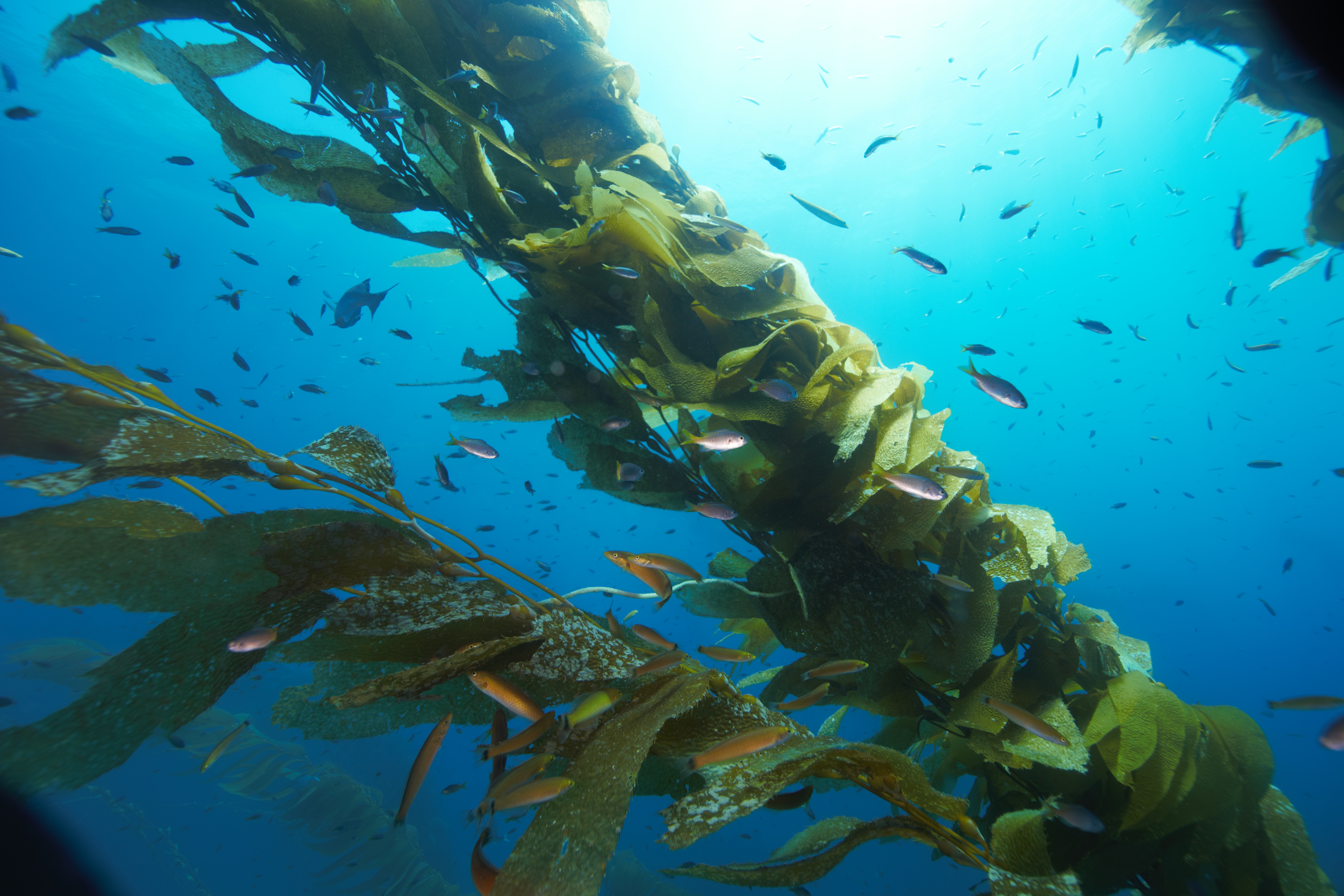 Kelp in current